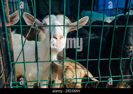 Goat poking its snout through metal fencing. High quality photo Stock Photo
