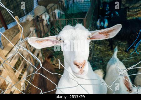 Goat poking its snout through metal fencing. High quality photo Stock Photo
