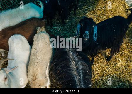 Goat poking its snout through metal fencing. High quality photo Stock Photo