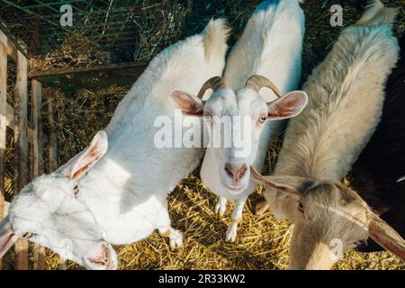 Goat poking its snout through metal fencing. High quality photo Stock Photo
