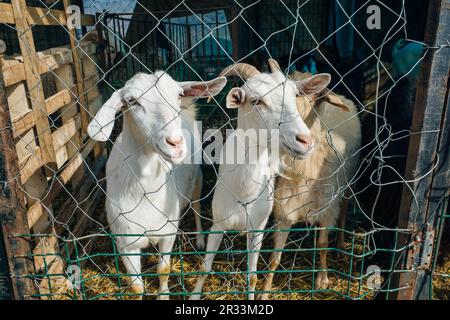 Goat poking its snout through metal fencing. High quality photo Stock Photo