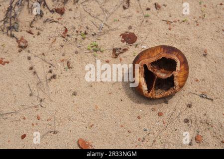 In its weathered shape, a fallen dried Palmyra fruit shell serves as a reminder of the cycle of nature by storing memories of growth and nutrition. Stock Photo