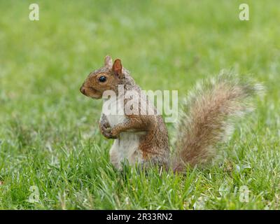 Grey squirrel in Central Park, New York, USA Stock Photo