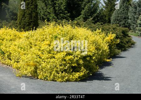 Euonymus fortunei 'Emerald n Gold', Border, Edging, Garden, Path, Euonymus 'Emerald n Gold' Stock Photo