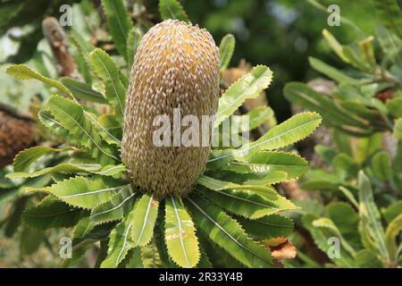 Old man banksia Stock Photo