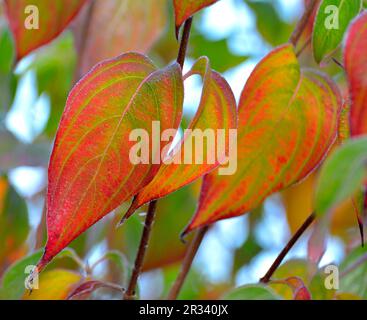 Asian Cornelian Cherry (Cornus officinalis) Stock Photo