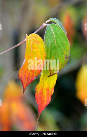 Asian Cornelian Cherry (Cornus officinalis) Stock Photo