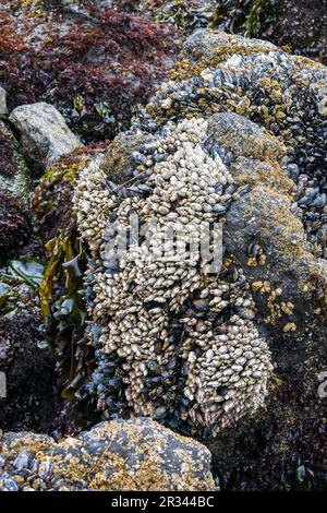 Mussels Shells on rock, Oregon Coast, USA Stock Photo
