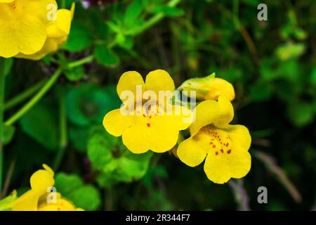 Yellow Seep Monkey Flowers grow along beach rocks, Oregon Coast, USA Stock Photo