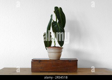 Philodendron Melanochrysum (Black Gold Philodendron) Stock Photo