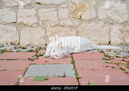 White homeless cat lies on the paving slabs, basking in the sun, looking at the camera. Animal care, urban environment ecology Stock Photo