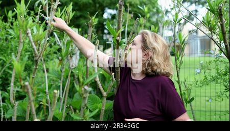 Older woman gardening outside, person pruning and cutting branches Stock Photo