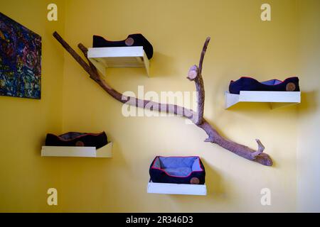 Four cat beds against the wall. Warm, soft beds in a cat hotel. Stock Photo