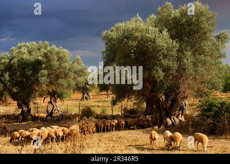 Rebaño de ovejas en el olivar.Biniatzar. Bunyola. Tramuntana.Mallorca.Illes Balears.España. Stock Photo