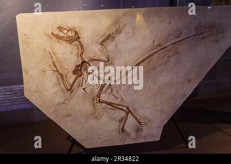 Archaeopteryx, 150 my, Dinosauria, dinosaur museum, hall of evolution, Esperaza.departamento del Aude, Languedoc-Roussillon, eastern Pyrenees, France, europe. Stock Photo