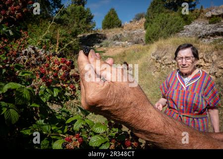 recolectando zarzamora (Rubus fruticosus), barranco de la cascada, Chaorna, Soria, comunidad autónoma de Castilla y León, Spain, Europe. Stock Photo