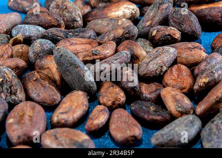 Roasted cocoa beans on blue background. Stock Photo