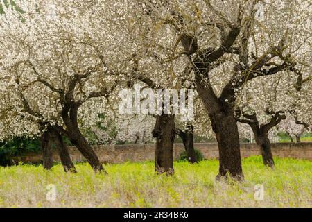 almendros en flor, S' Esglaieta, Esporlas, mallorca, islas baleares, españa, europa. Stock Photo