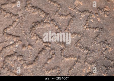 petroglyph, Aït Ouazik rock deposit, late Neolithic, Morocco, Africa. Stock Photo