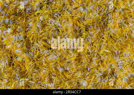 Fresh yellow dandelion flowers petals for jam on a background , top view. Texture raw yellow dandelion petals, close up Stock Photo