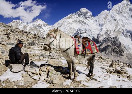 jinete y su caballo frente al monte Everest, 8848mts.Sagarmatha National Park, Khumbu Himal, Nepal, Asia. Stock Photo