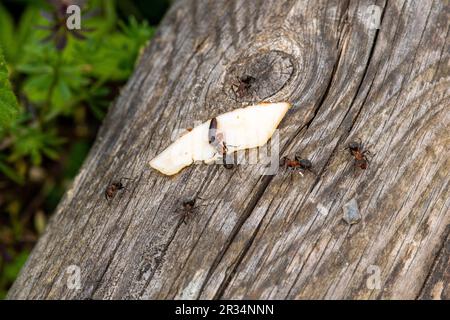 Forestants, these tiny environmental architects showcase teamwork Stock Photo