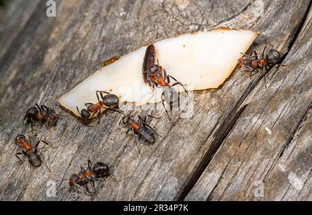 Forestants, these tiny environmental architects showcase teamwork Stock Photo