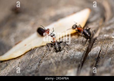 Forestants, these tiny environmental architects showcase teamwork Stock Photo