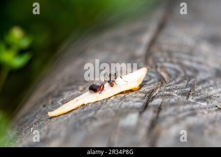 Forestants, these tiny environmental architects showcase teamwork Stock Photo