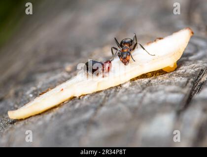 Forestants, these tiny environmental architects showcase teamwork Stock Photo