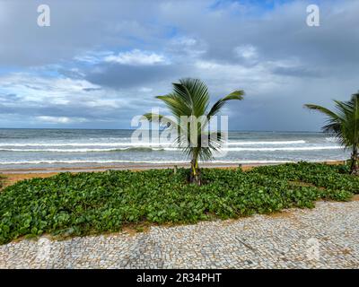 New palm tree on the beach and the sea in the background. Stock Photo