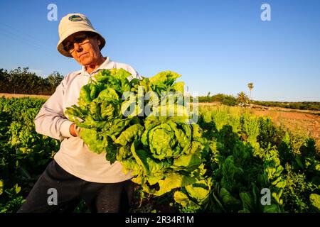 agricultora en un campo de cultivo, Sant Jordi, municipio de Palma , mallorca, islas baleares, spain, europa. Stock Photo