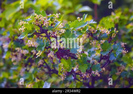Branches of Gold-leaved Alpine Currant with green leaves and buds are in summer. Stock Photo