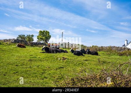 Cows in a farm with Galway bay in background, Fanore, Clare, Ireland ...