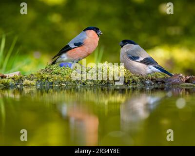 A male and female bullfinch foraging together in spring sunshine in mid ...