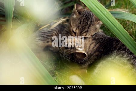Little two kittens playing in the grass Stock Photo