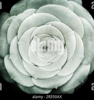 Aeonium canariense, with superimposed texture Stock Photo