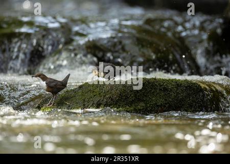 Dipper (Cinclus cinclus) adult hunting on a fast flowing river with young begging Stock Photo
