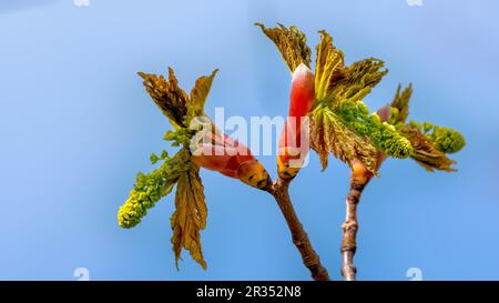 Sycamore maple leaves unfurling from spring buds in soft sunshine against a blue sky Stock Photo