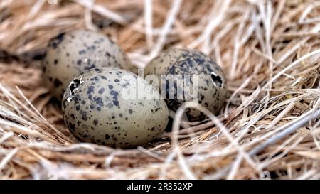 Common gull eggs hatching in a nest with a cute beak poking out of a shell Stock Photo