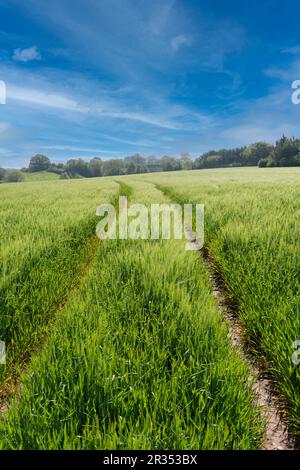 Farm field of growing, green wheat crop in spring, blue sky Stock Photo