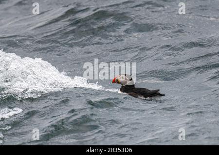 An Atlantic Puffin (Fratercula arctica) swimming on the surface of the ocean off the coast of Maine, USA. Stock Photo