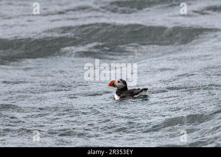 An Atlantic Puffin (Fratercula arctica) swimming on the surface of the ocean off the coast of Maine, USA. Stock Photo