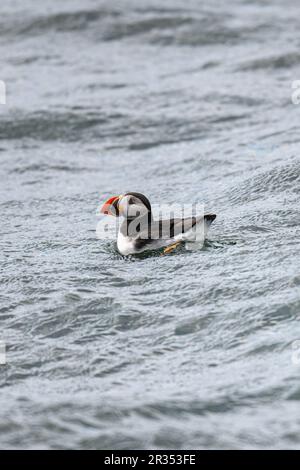 An Atlantic Puffin (Fratercula arctica) swimming on the surface of the ocean off the coast of Maine, USA. Stock Photo