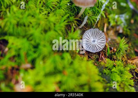 Natural background - Moss and mushroom Stock Photo