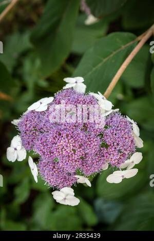 Flowering velvet hydrangea (Hydrangea sargentiana) Stock Photo