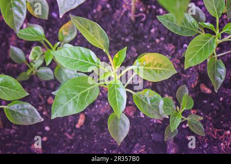 Seed sprouts of decorative indoor hot pepper close-up. Stock Photo