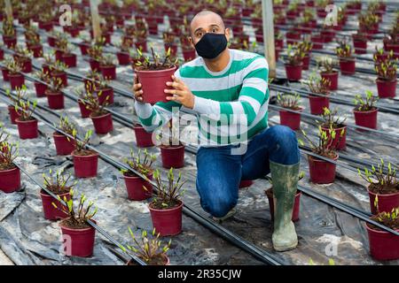 Hispanic farmer wearing a protective mask during a pandemic inspects an ornamental shrub on which young shoots have grown. Stock Photo