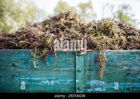 Grape stems after destemming in a wooden wagon Stock Photo