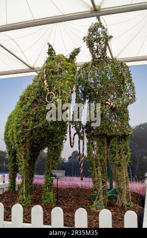 Chelsea, London, UK. 22nd May, 2023. Stanley Jackson of Agrumi Topiary Art and Garden Features' topiary creation of the late Her Majesty the Queen Elizabeth II's horse Emma together with her head groom, Terry Pendry. Credit: Maureen McLean/Alamy Live News Stock Photo